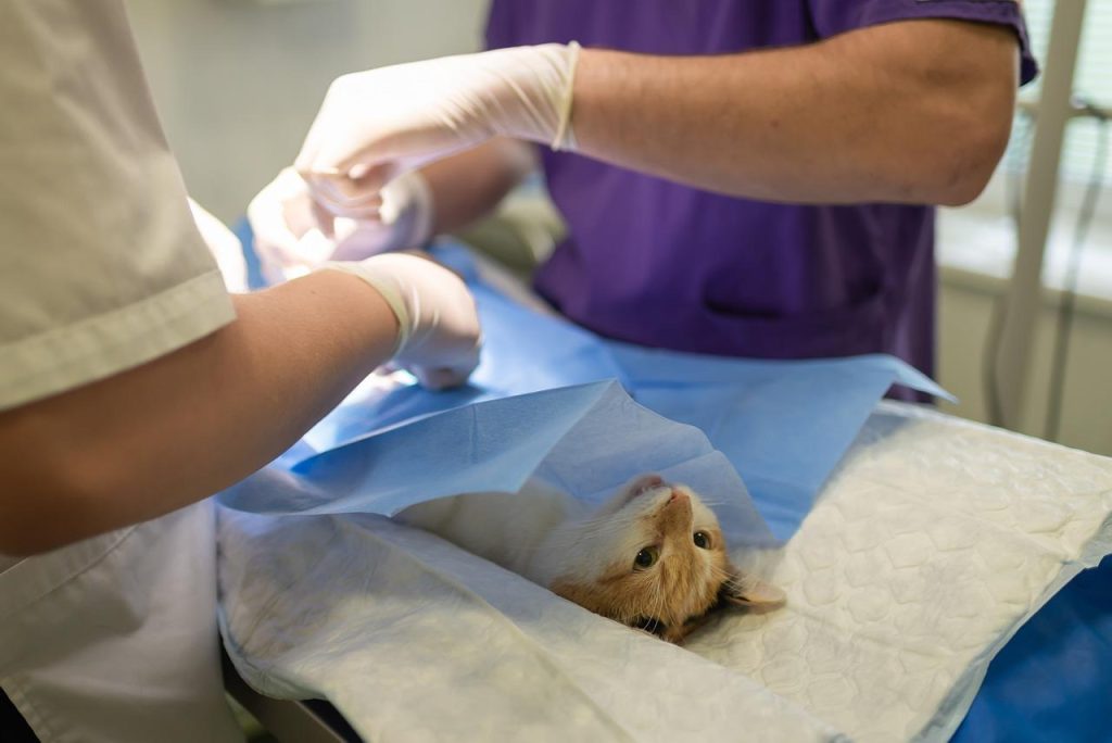Een dierenarts in Roosendaal voert onderzoek uit aan een huisdier voor gezondheidscontrole en veterinaire zorg